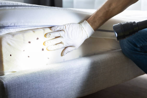 Best Wasp Removal Services  in Litchfield, MN