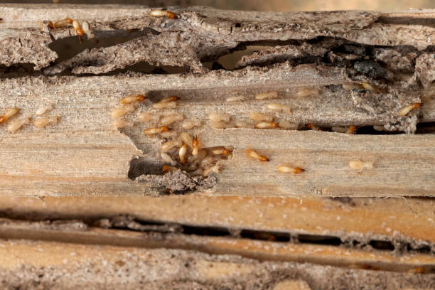 Best Rat Extermination Near Me  in Litchfield, MN